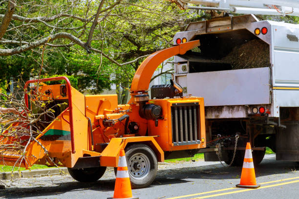 Large Tree Removal in Foster Brook, PA